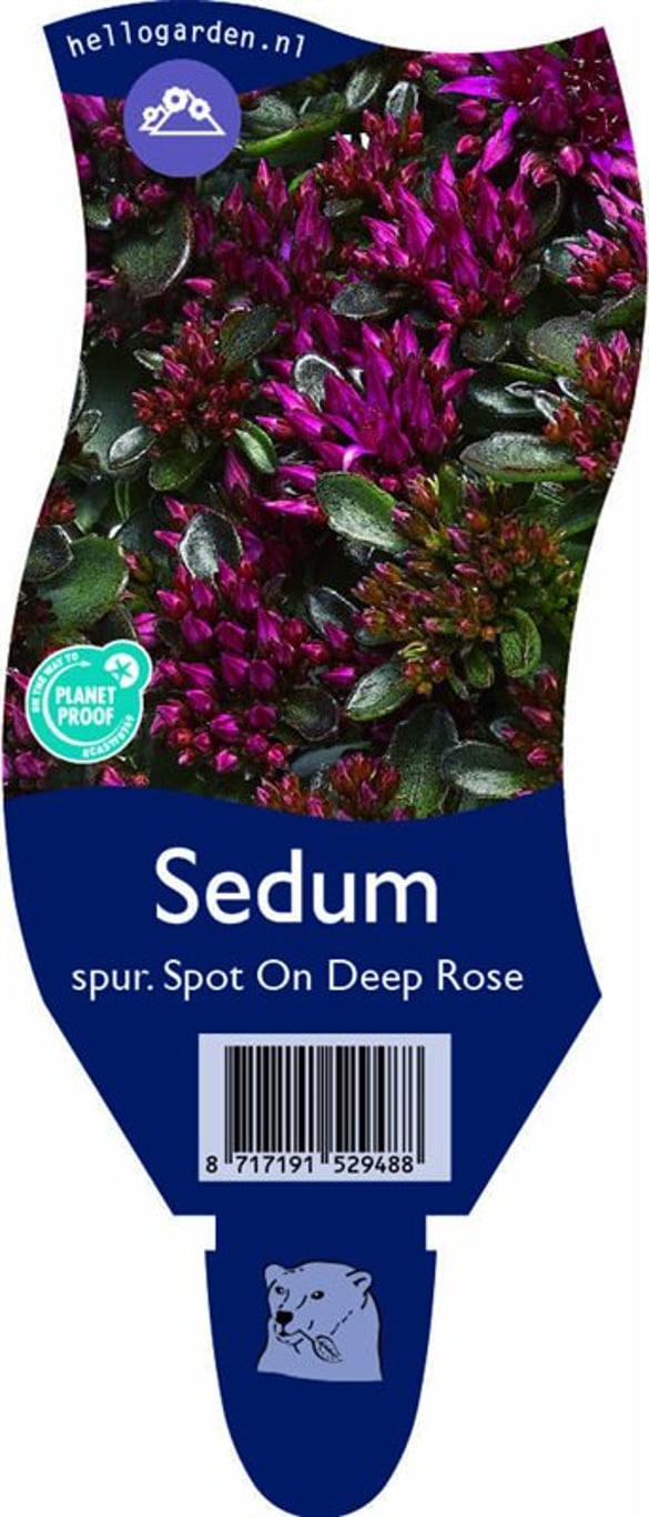 Sedum spurium Spot On Deep Rose - P11